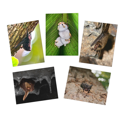 Bat Greeting Cards (5-Pack)