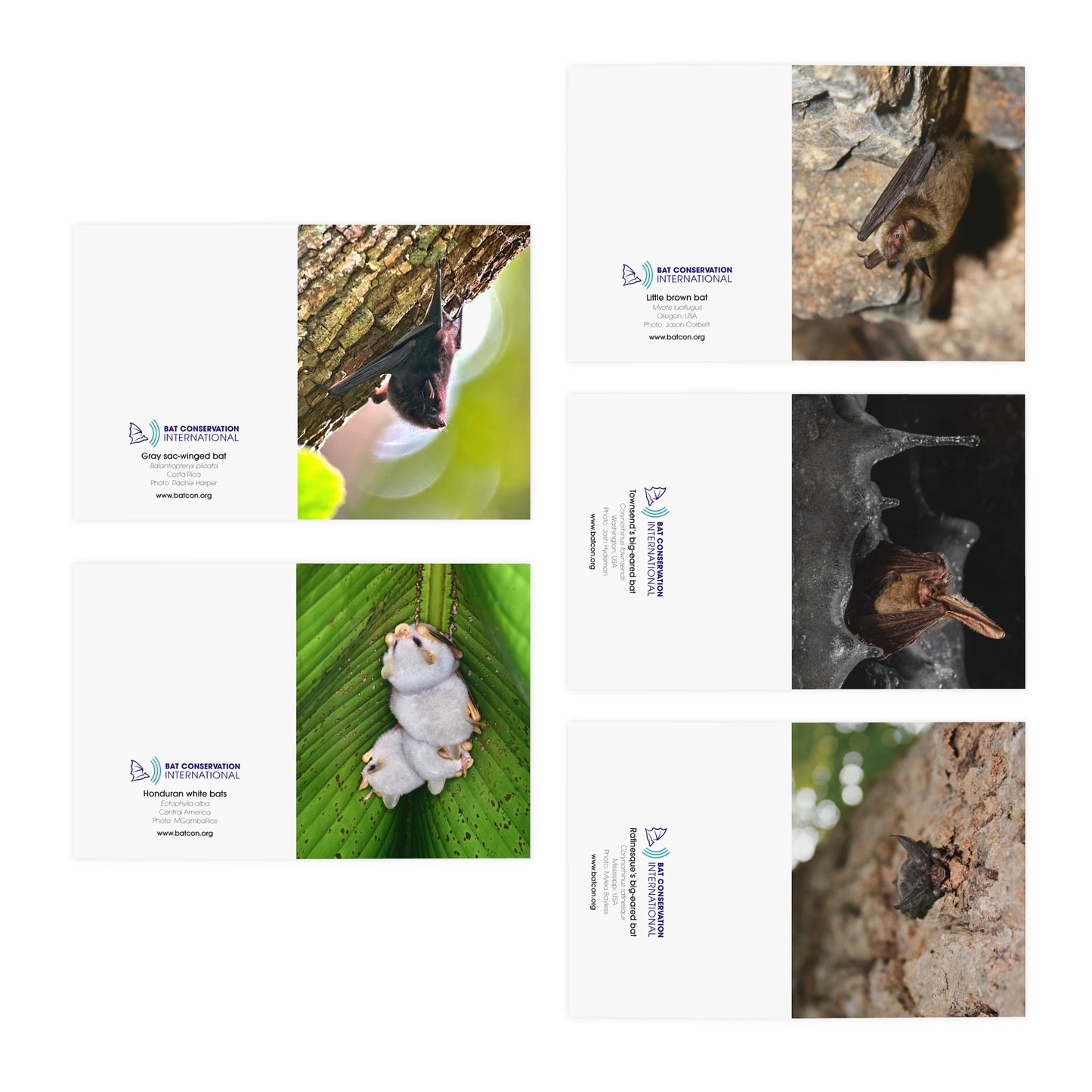 Bat Greeting Cards (5-Pack)