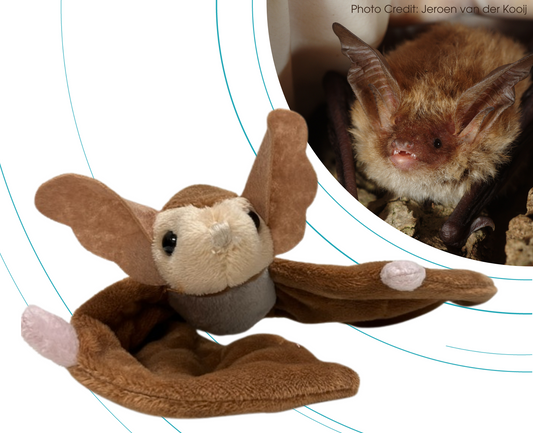 Bechstein's Bat - Adopt-a-Bat