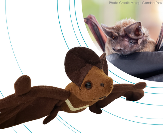 Florida Bonneted Bat - Adopt-a-Bat