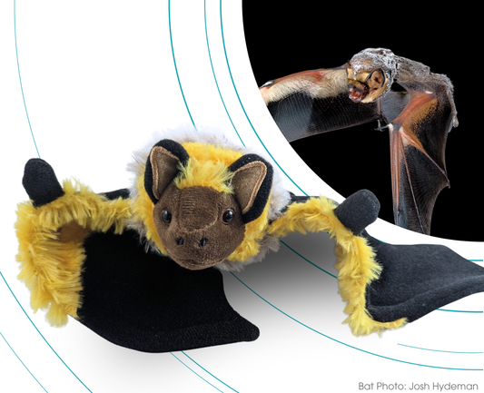 Hoary Bat - Adopt-a-Bat