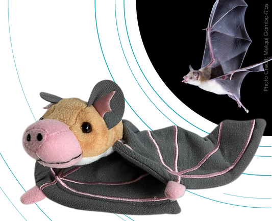 Jamaican Flower Bat - Adopt-a-Bat