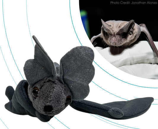 Mexican Free-tailed Bat - Adopt-a-Bat