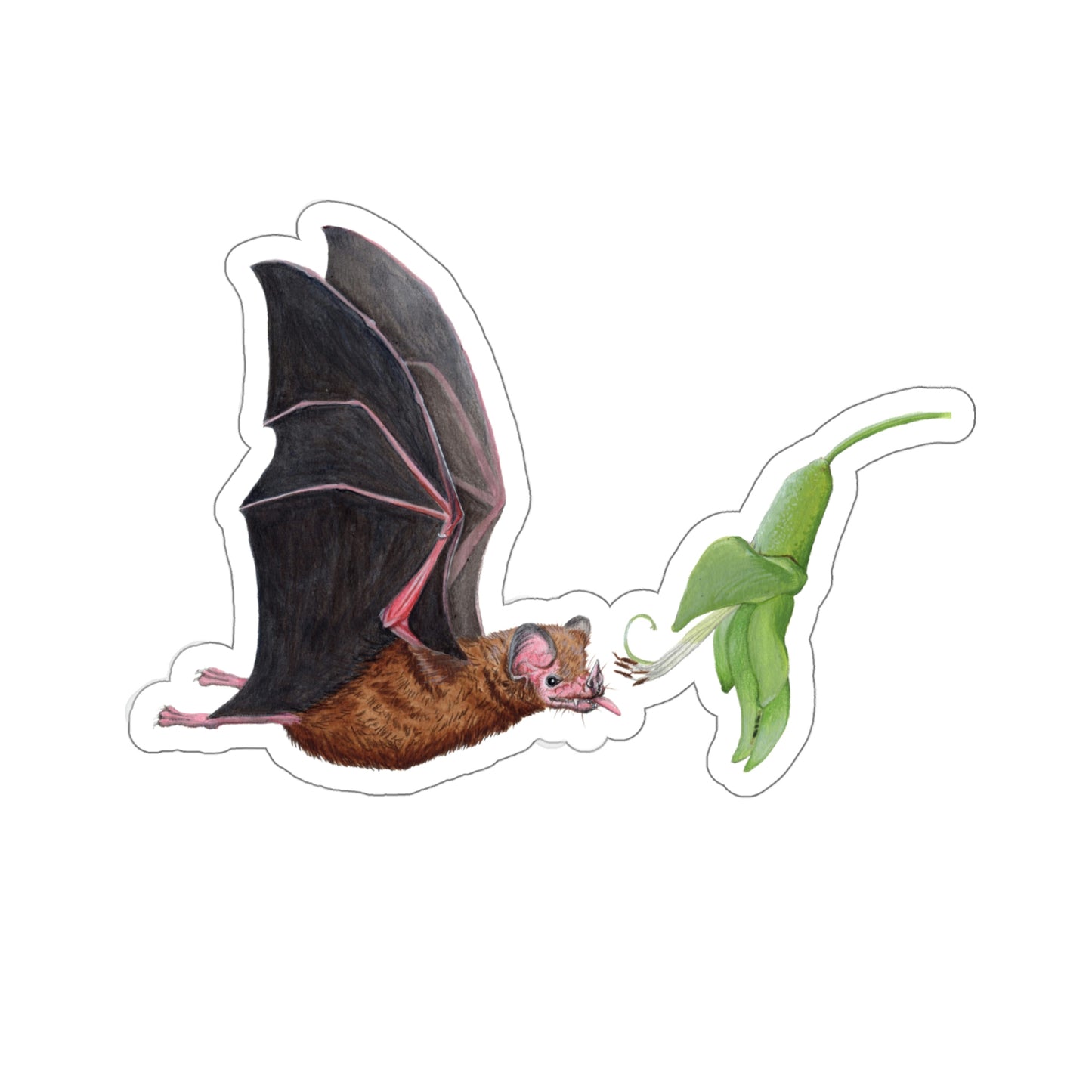 Commissaris's Long-tongued Bat Kiss-Cut Sticker